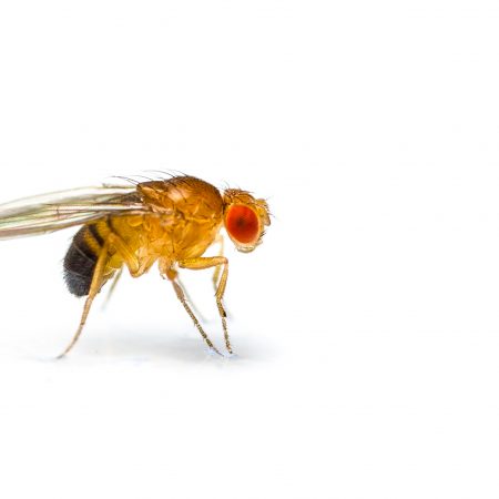 Paralyzable Drosophila (fruit fly)
